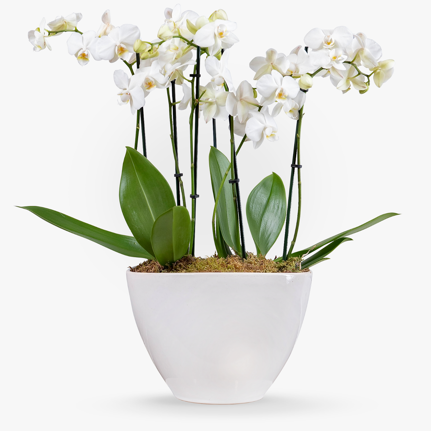 Opulence Orchid | Haute Florist