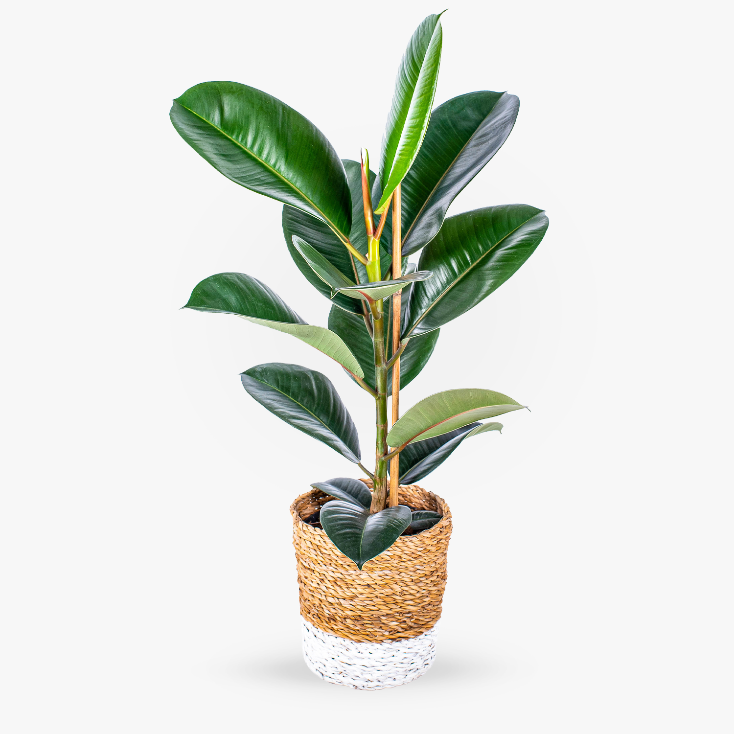 Ficus Robusta | Haute Florist