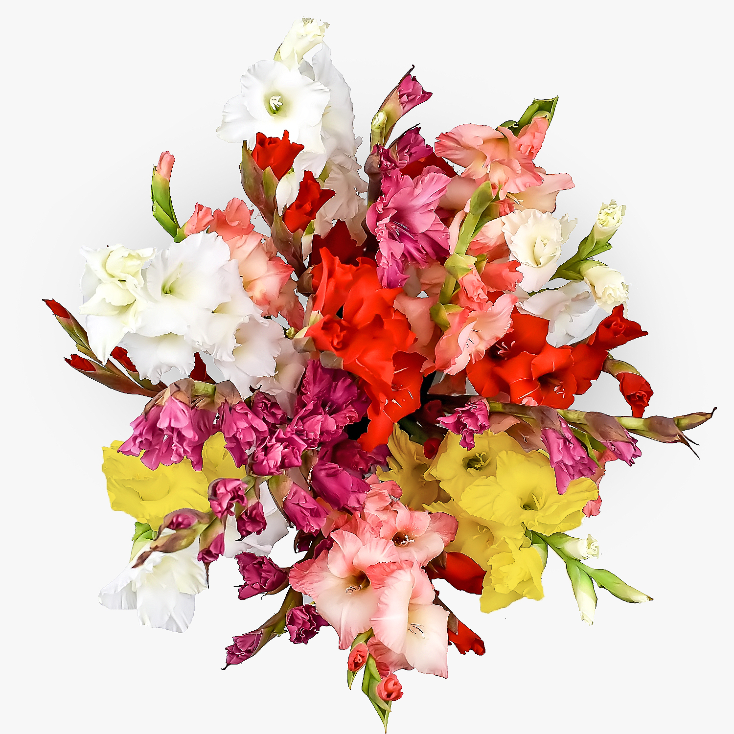 British Gladioli | Haute Florist