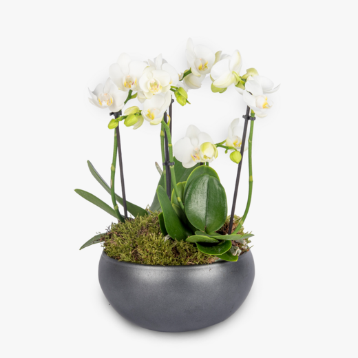 Opulence Orchid | Haute Florist