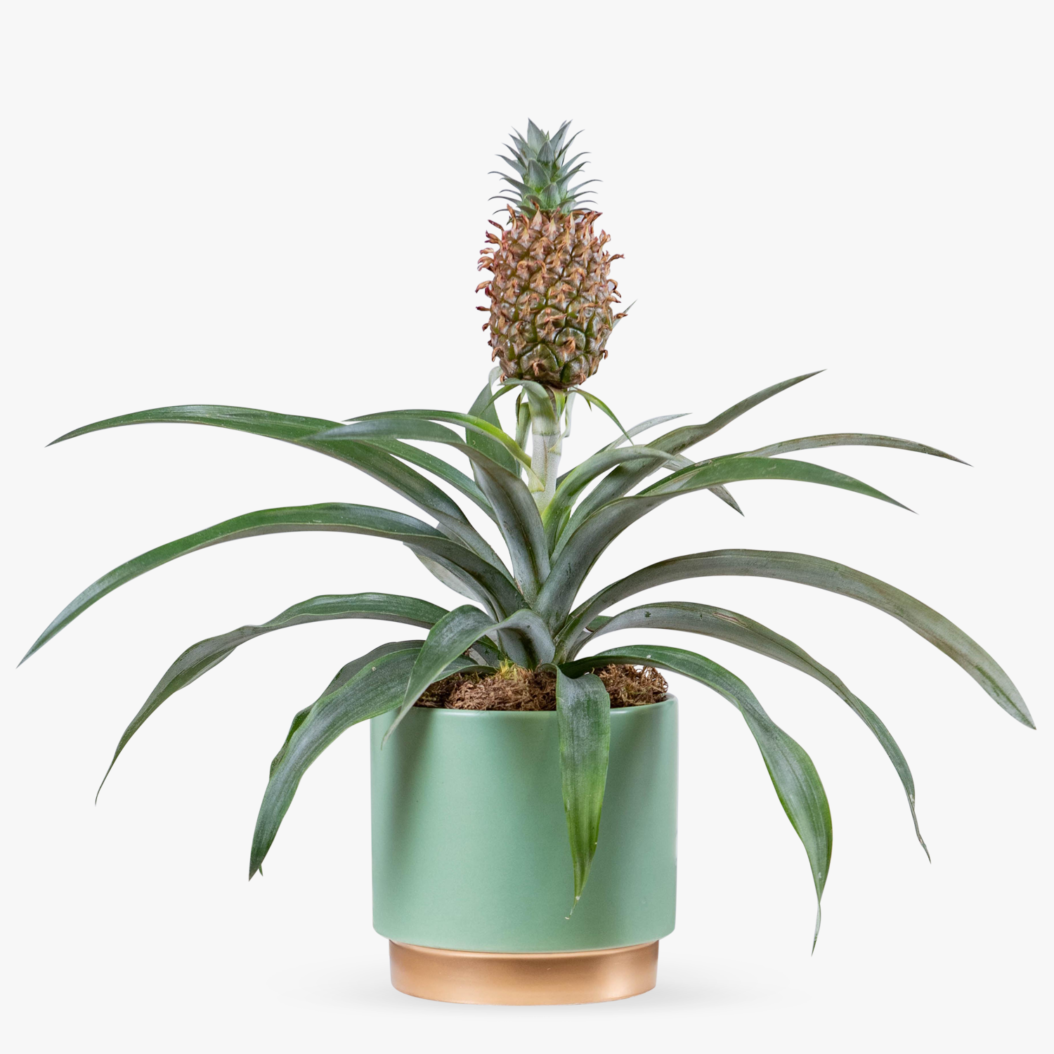 Pineapple Plant Haute Florist