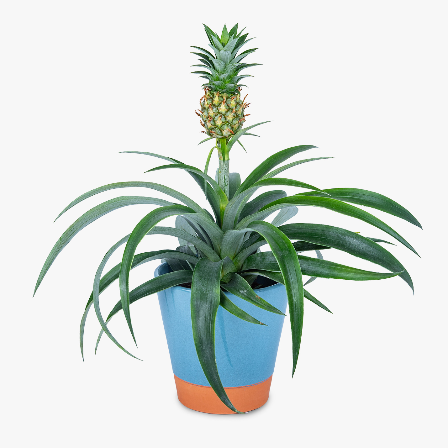 SPECIAL DEAL - Ananas - Indoor Pineapple Plant