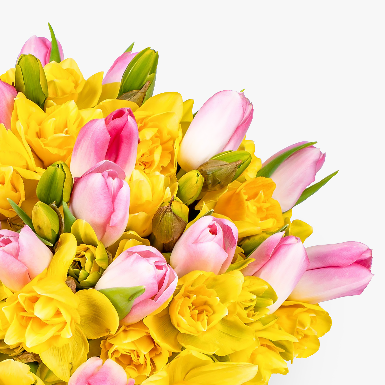 100 Daffodils & Tulips | Haute Florist